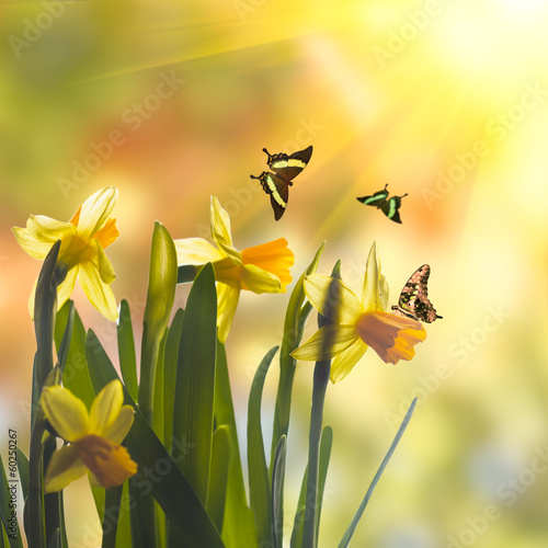 Naklejka narcyz świeży natura kwiat motyl
