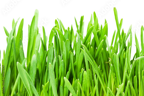 Plakat łąka ogród pastwisko trawa świeży