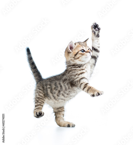 Plakat ssak dzieci ładny kot