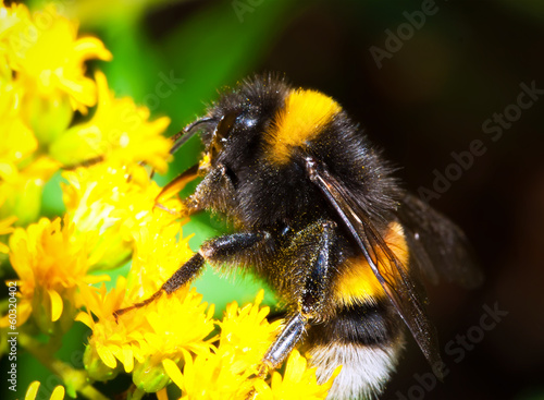 Fotoroleta dziki kwiat zwierzę lato pyłek
