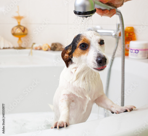 Naklejka Pies pod prysznicem