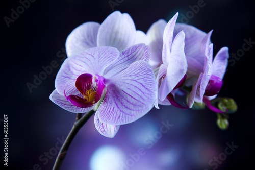 Fotoroleta tropikalny bukiet kwiat fiołek piękny