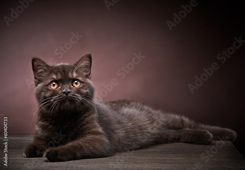 Fototapeta Brązowy angielski krótkowłosy kociak