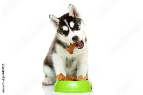 Fotoroleta pies jedzenie ameryka