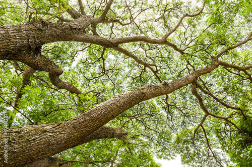 Fotoroleta Gałęzie drzew
