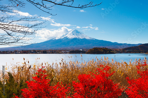 Plakat roślina japoński jesień dziki pejzaż