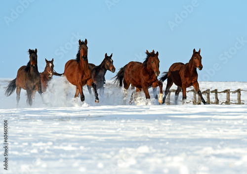 Fototapeta fauna stadnina zwierzę natura koń