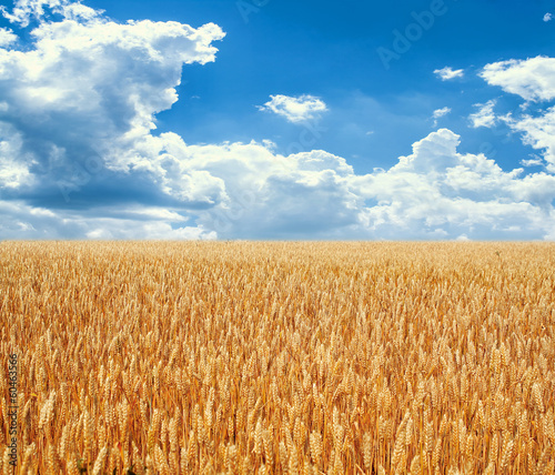 Fototapeta żniwa niebo rolnictwo żyto
