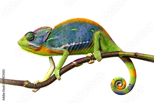 Fotoroleta portret egzotyczny kameleon