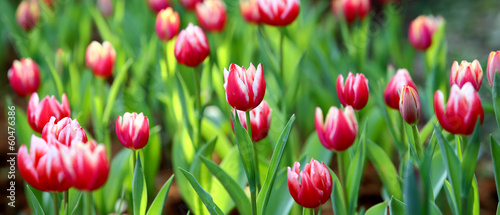 Naklejka tulipan ogród roślina park pole