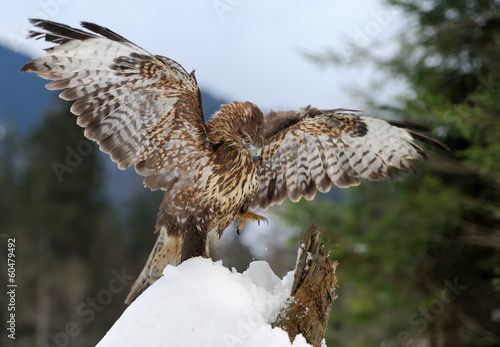 Fototapeta góra natura ptak śnieg
