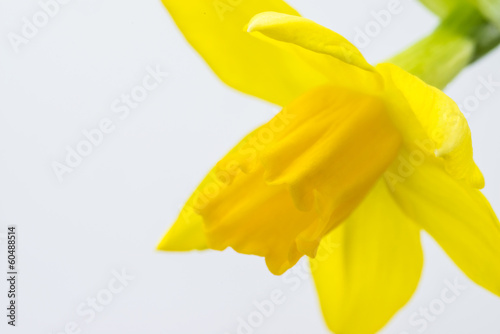 Fototapeta narcyz kwiat makro żółty