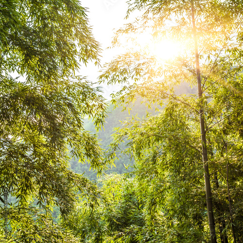 Naklejka tropikalny bambus słońce natura