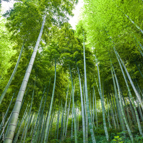 Naklejka azjatycki orientalne bambus dżungla wellnes