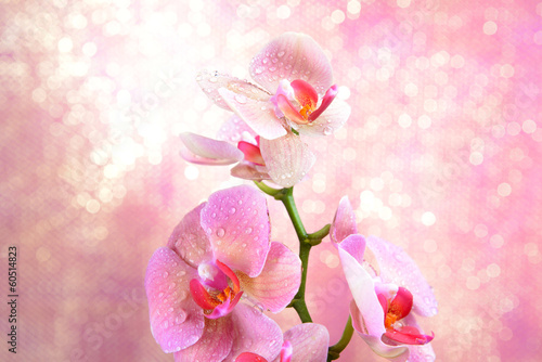 Plakat kwitnący storczyk ogród
