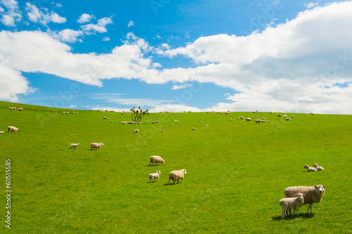 Fototapeta pole natura niebo zwierzę owca