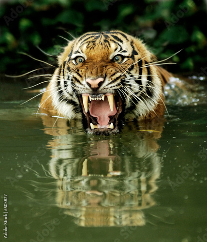 Naklejka twarz dżungla kot woda tygrys