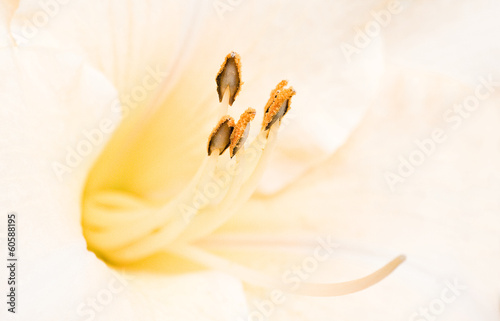 Fotoroleta kwiat lato pyłek kwitnący