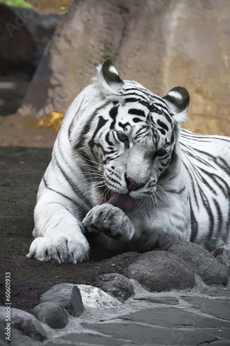 Obraz na płótnie zwierzę portret tygrys