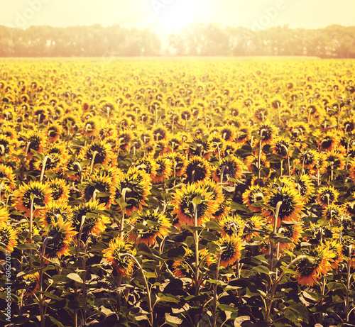 Plakat ogród kwiat słońce