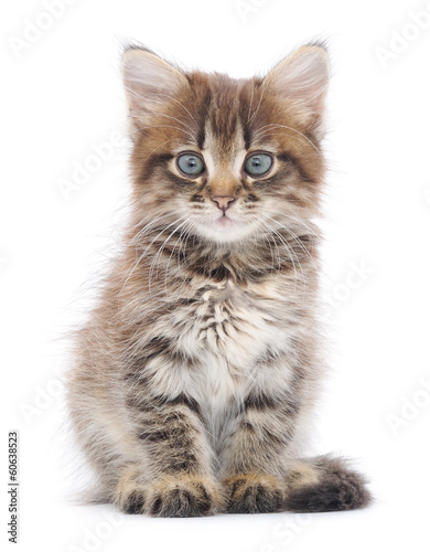 Naklejka kociak ładny kot zwierzę