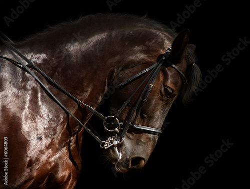 Fotoroleta ogier koń portret klacz zwierzę