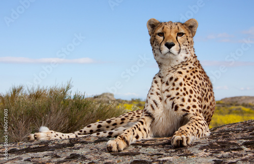Naklejka zwierzę safari gepard afryka bystry