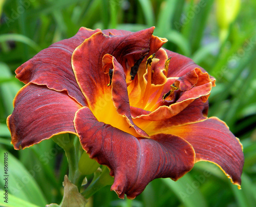 Obraz na płótnie filiżanka przystojny kwiat lato