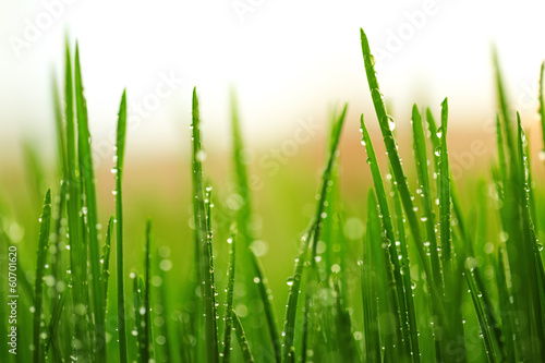 Naklejka trawa łąka ogród natura
