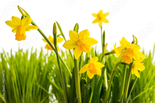 Fototapeta kwiat trawa natura narcyz żółty