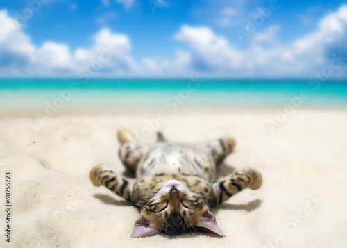 Obraz na płótnie Kot wyleguje się na plaży
