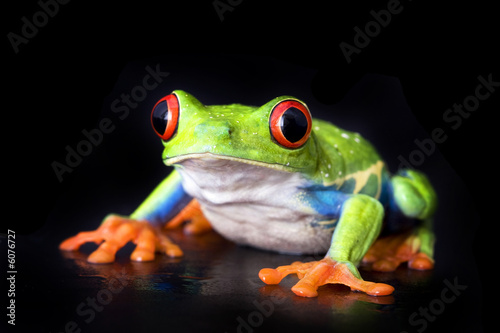 Fotoroleta żaba natura płaz zwierzę pomarańczowy