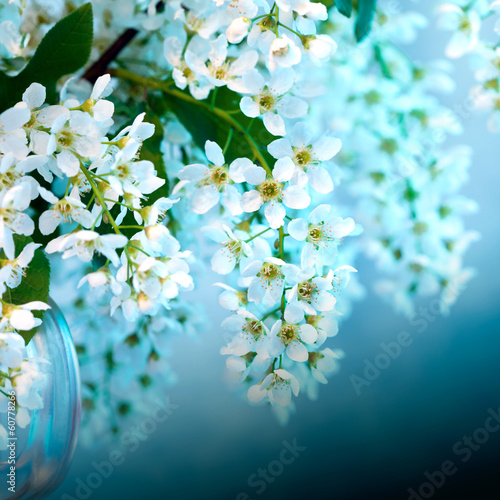 Fototapeta kwitnący drzewa kwiat