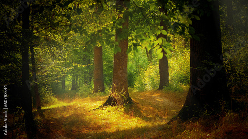 Plakat las drzewa pejzaż