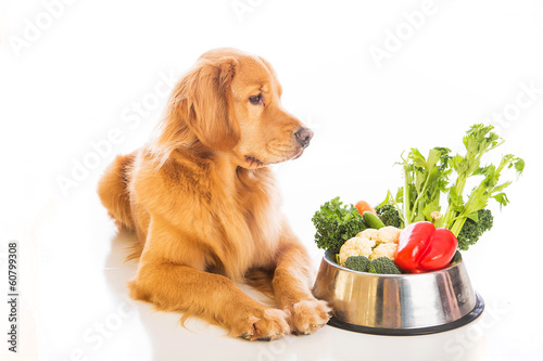Plakat Jedzenie dla psa