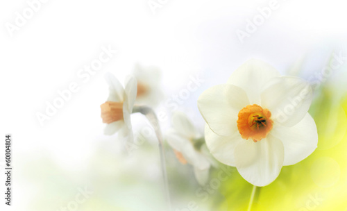 Fotoroleta kwiat kosmetyk natura
