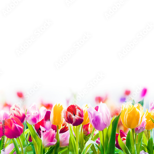 Naklejka słońce tulipan lato pole ogród