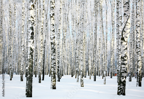 Fotoroleta rosja brzoza śnieg wiejski park