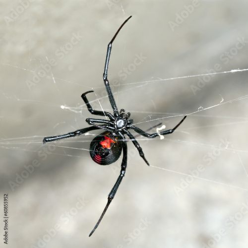Obraz na płótnie australia niebezpieczny wdowa zbliżenie pajęczak