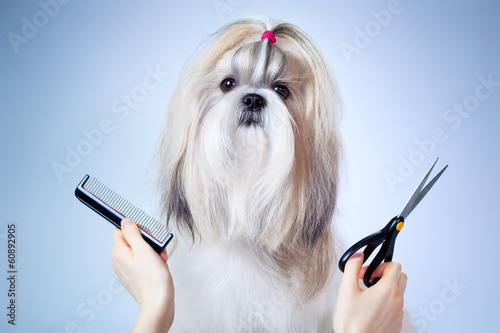 Plakat zwierzę pies nożyczki salon