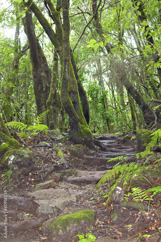 Fotoroleta bezdroża las dżungla wyspa