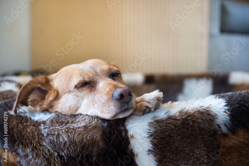 Fototapeta pies zwierzę brązowy spania r 