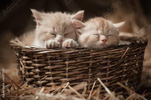 Fotoroleta Dwa śpiące kociaki w wiklinowym koszyku