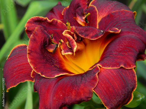 Fototapeta przystojny kwiat ogród roślina