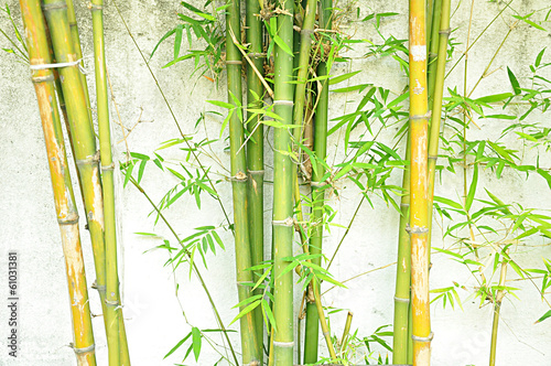Fototapeta wzór roślina zen japoński