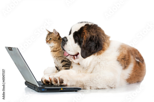 Fototapeta Szczeniak bernardyna z kotem przy laptopie