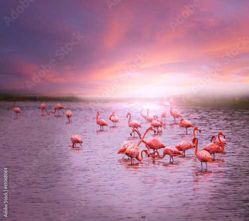 Fototapeta flamingo woda ameryka