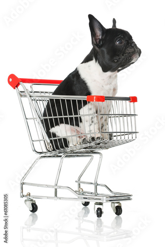 Obraz na płótnie tramwaj szczenię pies dieta zakupy