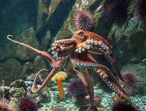 Naklejka woda rafa koral podwodne zwierzę