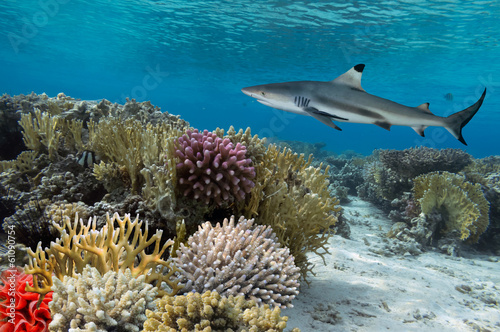 Fotoroleta podwodne tropikalny natura